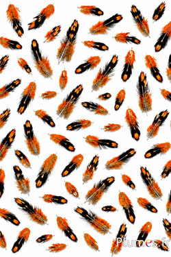 Hahn Sonnerat - 1-3 cm - orange